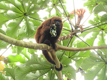 Brown Howler Monkey, , Alouatta Guariba, iNaturalist HD wallpaper