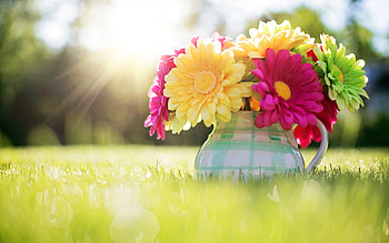 Spring Flowers, colors, jar, red, flower HD wallpaper
