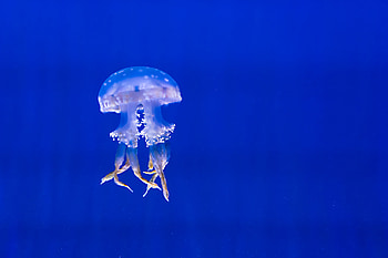 Animals, Jellyfish, Underwater World, To Swim, Swim, Tentacles HD wallpaper