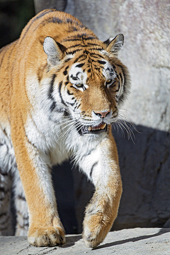 Animals, Predator, Big Cat, Tiger, Fangs, Paws HD phone wallpaper