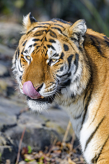 Animals, Brown, Predator, Tiger, Animal, Protruding Tongue, Tongue Stuck Out HD phone wallpaper