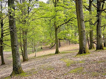 Rambouillet Forest, trees, leaves, forest, ground HD wallpaper