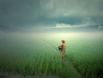 Solitary Reaper, sowing, morning, fields, solitary, misty, reaper HD wallpaper