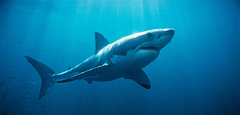 Underwater , Great white shark, Oceanic beauty, Captivating ry HD wallpaper
