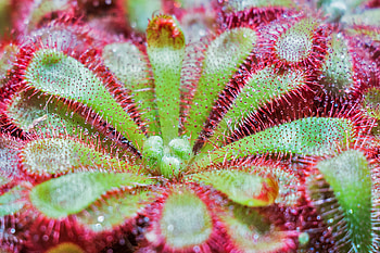 Plant, Macro, Surface, Drosera Spatulata HD wallpaper