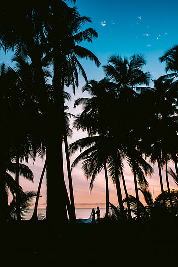 Palms, Love, Wedding, Couple, Pair, Silhouettes HD phone wallpaper