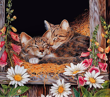kitty nap, straw, kitten, daisys, asleep HD wallpaper