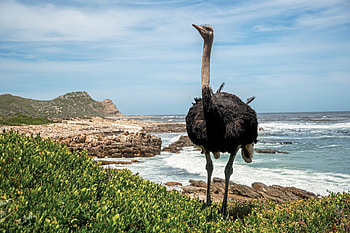 Goofy appearance, Astute survival skills, Wise bird, Evolved species HD wallpaper