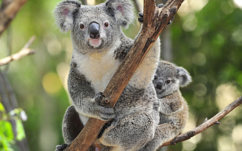 Huggable koala bears, Cute marsupials, Eucalyptus munchers, Australian wildlife HD wallpaper