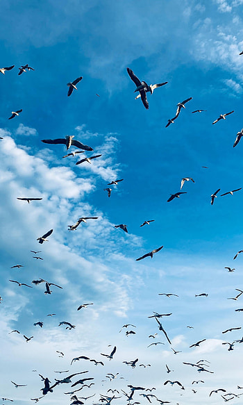 Animals, Birds, Seagulls, Wings, Flock HD phone wallpaper