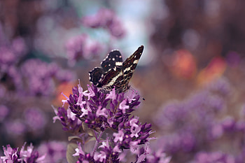 Grass, Flower, Macro, Butterfly, Wings HD wallpaper