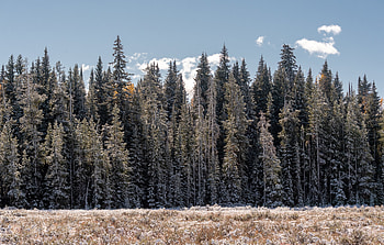 Landscape, Nature, Trees, Pine, Outskirts, Edge HD wallpaper