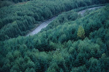 Nature, Rivers, Trees, Top, Conifers, Coniferous, Forest, Height, Tops HD wallpaper