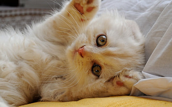 Kitten, sweet, animal, white, scottish fold, cute, cat, fluffy, pisica, paw HD wallpaper