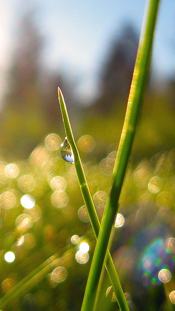 May Background, Morning, Nature HD phone wallpaper
