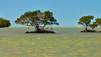 Everglades National Park, Gulf coast area, Pristine beauty, Spectacular landscapes HD wallpaper
