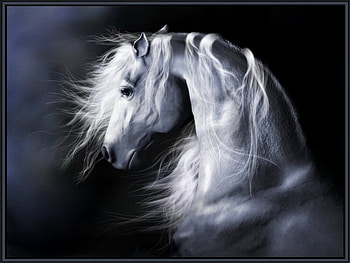 A boy for Carri, white, black, grey, art, stallion, beauty, handsome HD wallpaper