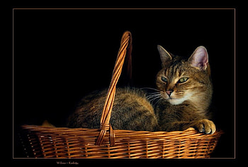 Cat, cats, kitties HD wallpaper