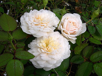 White Roses, white, leaves, roses, petals, green, nature, bunch HD wallpaper