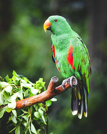 Animals, Parrots, Bright, Bird, Branch, Eclectus HD phone wallpaper