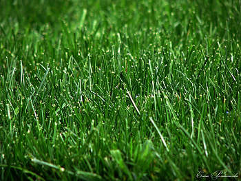 Plants, Grass, Background HD wallpaper