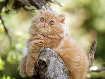 Animals, Wood, Cat, Fluffy, To Lie Down, Lie, Tree HD wallpaper