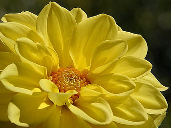 The yellow heart of a flower(for Anne), yellow, flower, nature, pedals, heart, close up HD wallpaper