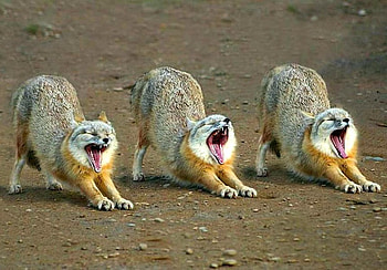Three in One, cool, fox HD wallpaper