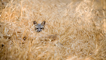 Island fox in Channel Islands National Park, California, Animal, fox HD wallpaper