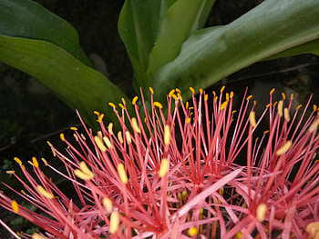 Incredible nature, Bounty of beauty, Stamens, Real pleasure, Flowery wonder HD wallpaper