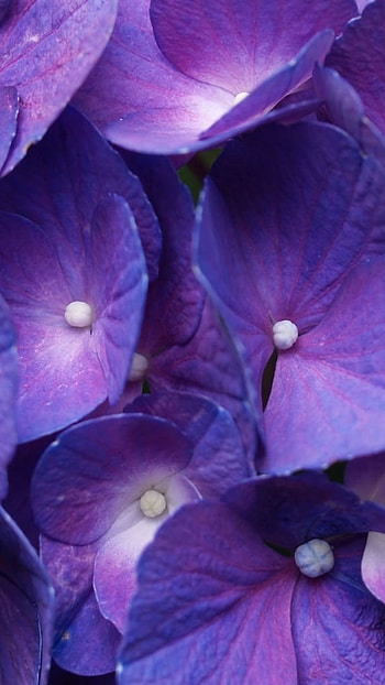 Purple Flowers, Indigo Purple HD phone wallpaper