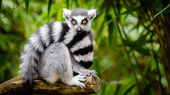 Ring Tailed Lemur, Animals, Cute lemur , Top backgrounds HD wallpaper