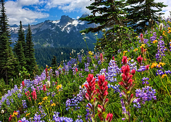Wildflowers, beauty, nice, trees, slope, meadow, beautiful, mountain, summer, cliffs, pretty, field, view, clouds, nature, sky, flowers, lovely HD wallpaper