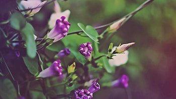 Flowers, Plant, Bloom, Flowering, Branch HD wallpaper