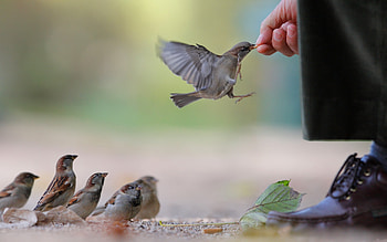 Animals, Food, Sparrow, Flock HD wallpaper