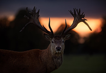 Deer Animals, deer, animals HD wallpaper