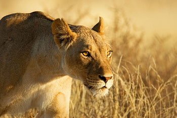 Animals, Grass, Muzzle, Lion, Lioness HD wallpaper
