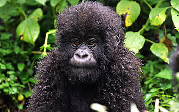 Animals, Leaves, Young, Monkey, Joey, Curls HD wallpaper