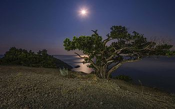 under the moon, fun, moon, cool, nature, lake, tree HD wallpaper