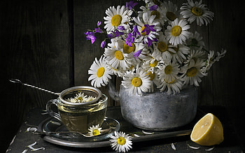 Chamomile tea, Tea, Flowers, Chamomile, Lemon HD wallpaper