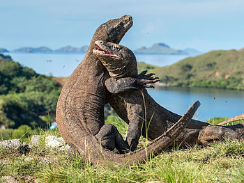Komodo Island, Open for the rich, Independent travel, Komodo Taman Nasional HD wallpaper