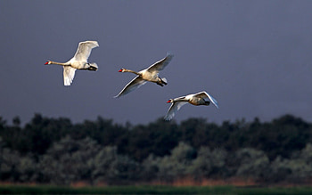 Animals, Birds, Sky, Swans, Flight, Mainly Cloudy, Overcast HD wallpaper