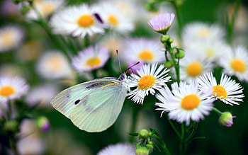 Flowers, Camomile, Macro, Light, Insect, Light Coloured, Butterfly HD wallpaper