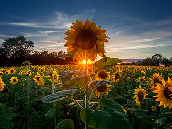 Summer Sunset at Sunflowers Field, summer, sunflowers, field, clouds, nature, sunset HD wallpaper
