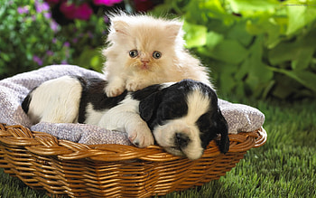 Animals, Cats, Dogs HD wallpaper
