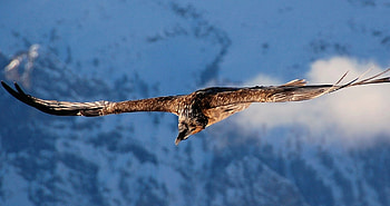 Gypaetus Barbatus, vulture, flight, sky, bird of prey HD wallpaper