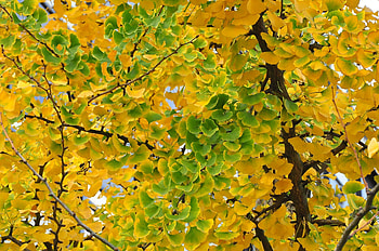 Ginkgo Biloba, , Botanical wonders, Nature's treasure HD wallpaper