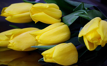 Flowers, Tulips, To Lie Down, Lie HD wallpaper