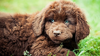 Dog, sweet, dogs, puppies, cute, beautiful, playful, playful dog, puppy, pretty, animals, face, lovely HD wallpaper