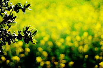 close up leaves leaves green dark green yellow bokeh background full screen HD wallpaper